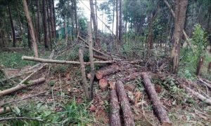 Khởi tố vụ người tố giác phá rừng bị hành hung